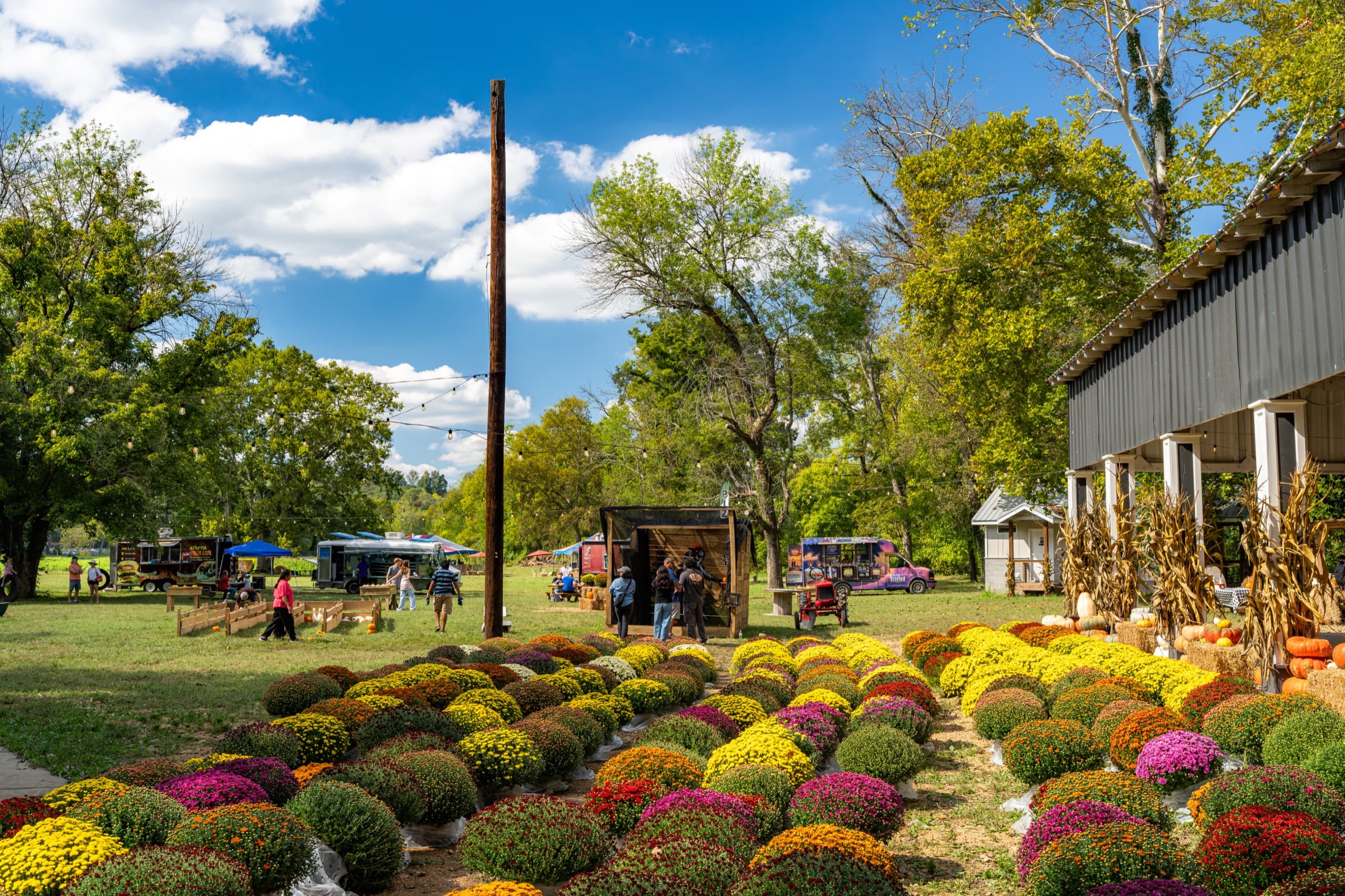 Rows of colorful fall mums and pumpkins by the barn at the Nashville Fall Festival, with food trucks and string lights behind