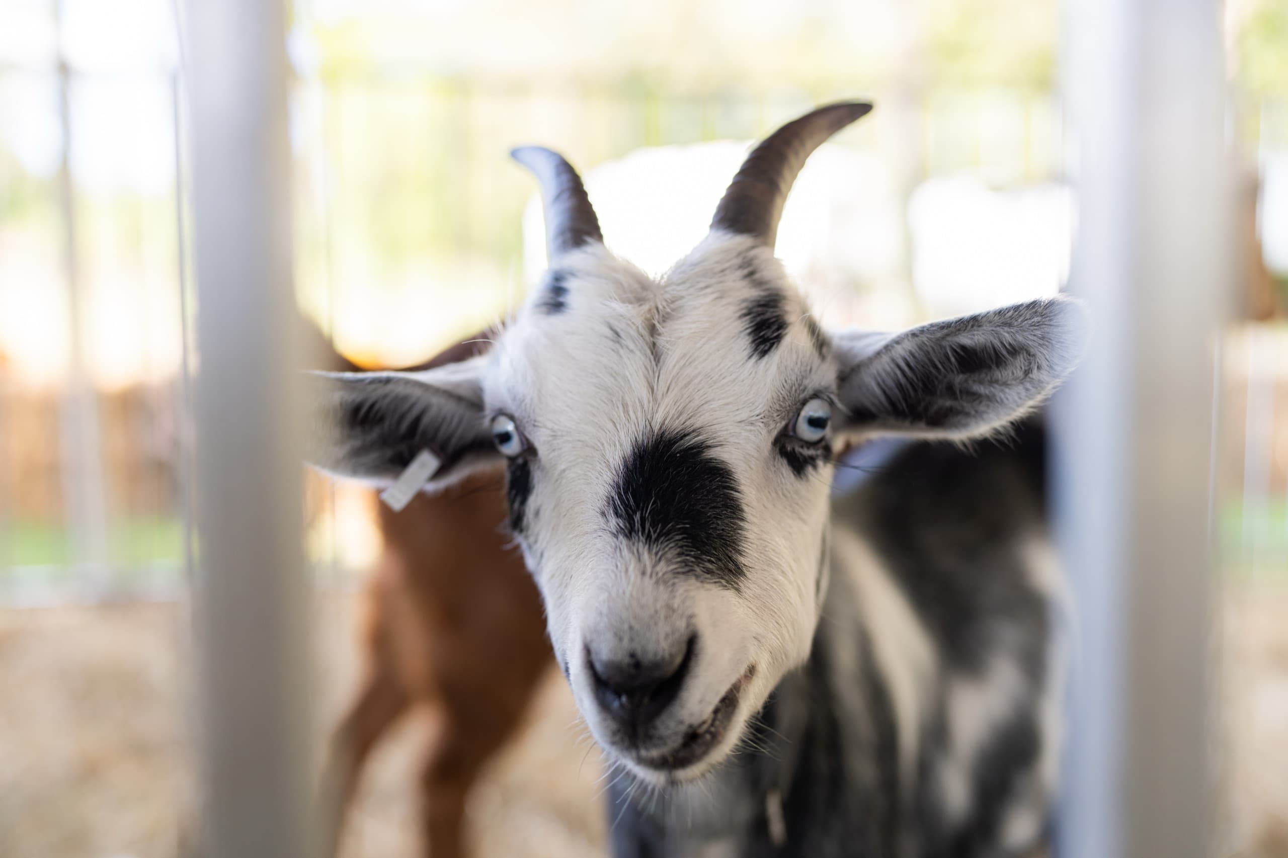 A friendly goat at the Nashville Fall Festival petting zoo looking into the camera